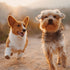 How To Make Perfect Photo Books For Your Pets