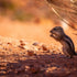How To Take Good Wildlife Photographs